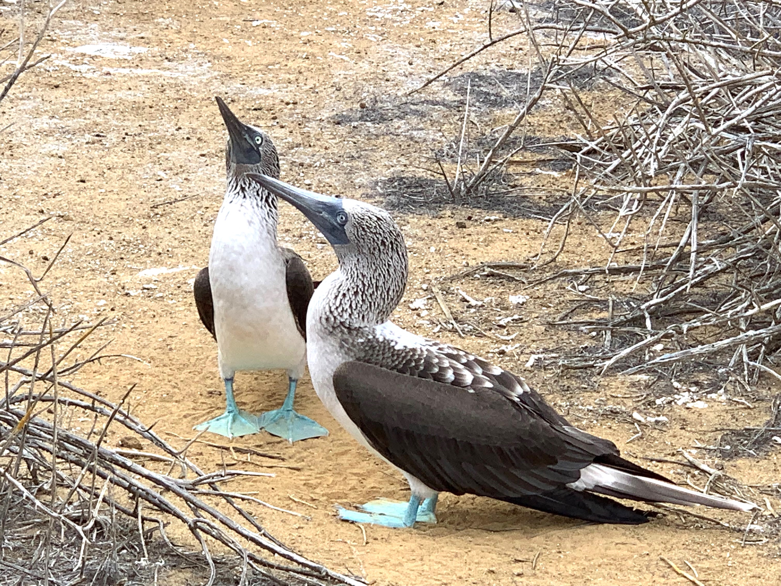 Galapagos 