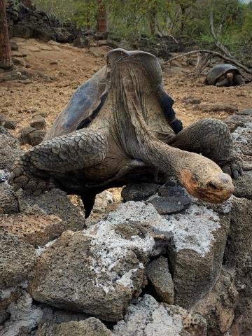 The iconic Galapagos “saddle-shaped” giant tortoise